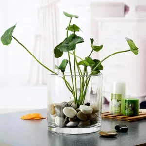 فازة اسطوانية شفافة