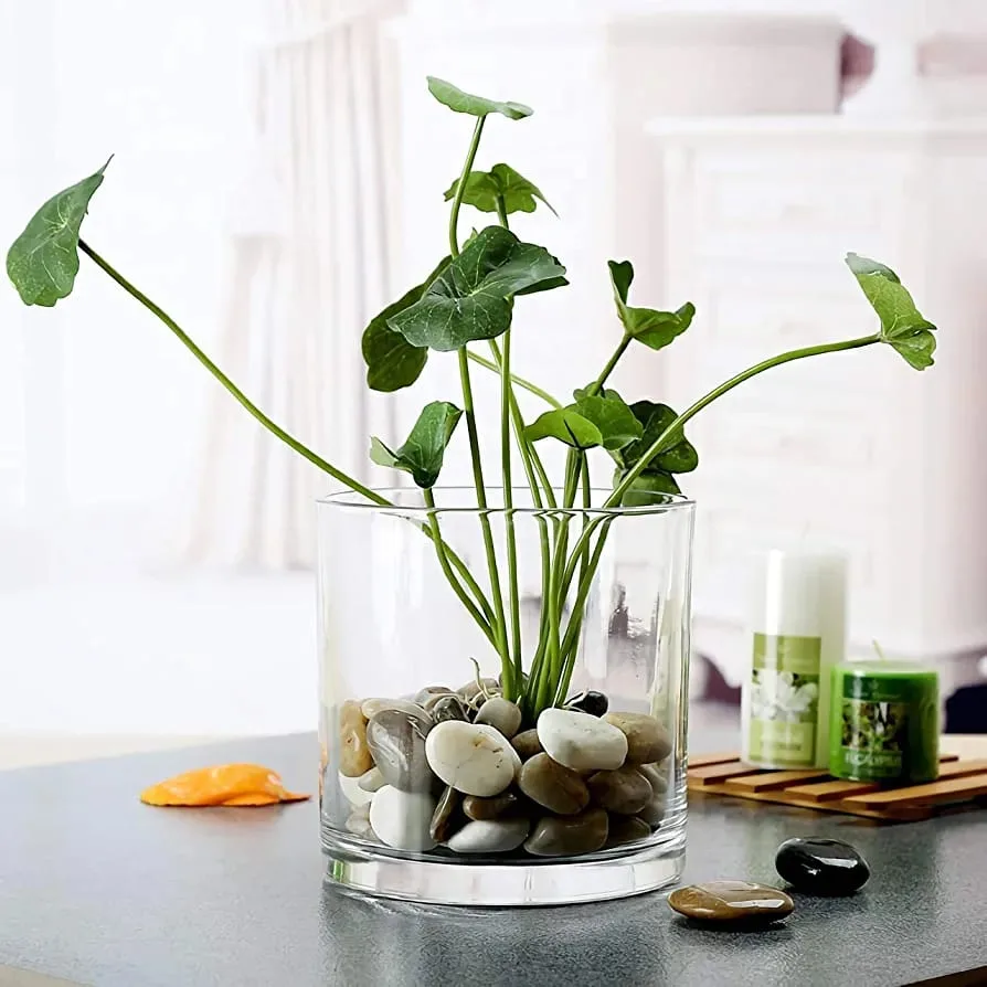 فازة اسطوانية شفافة