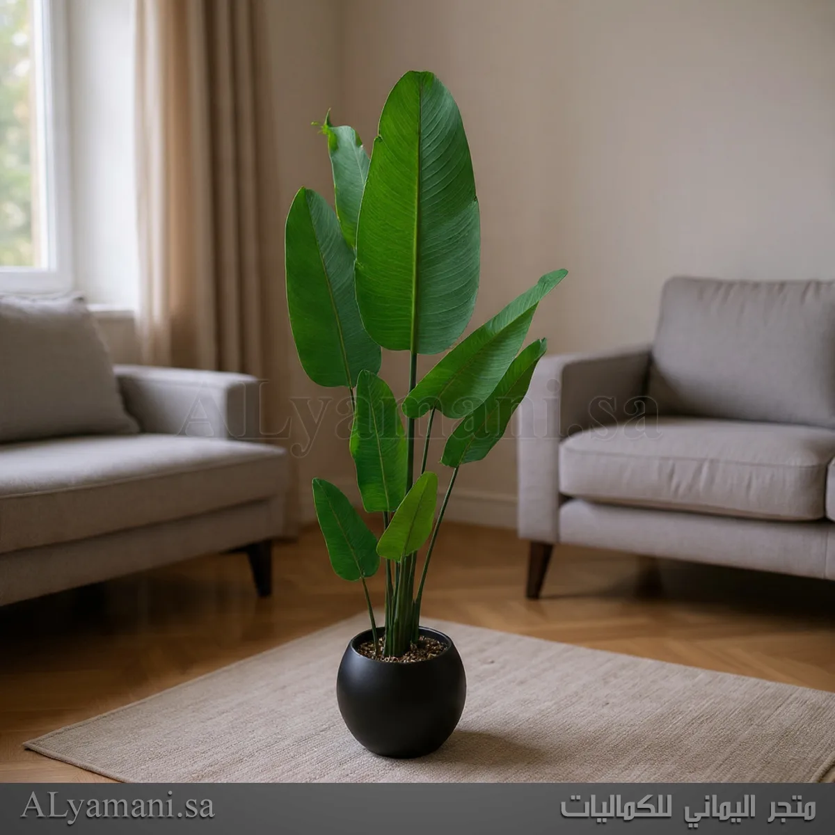 شجرة موز صناعية كبيرة 180 سم حوض اسود