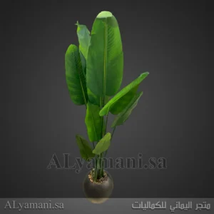 شجرة موز صناعية كبيرة 180 سم حوض اسود