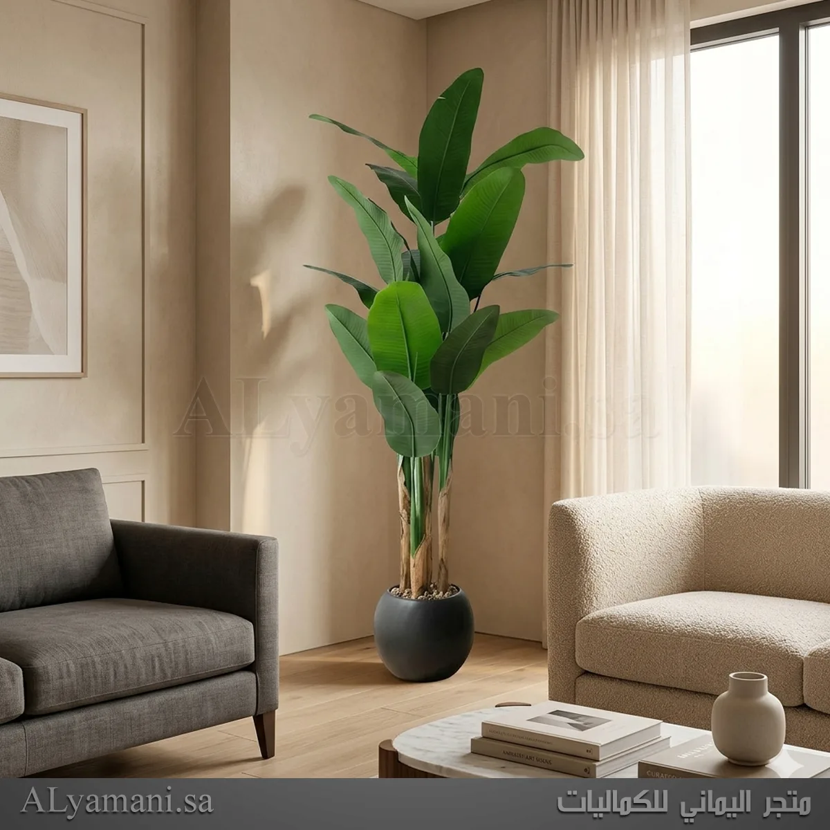 شجر موز صناعي كبير جداً بمركن أسود ملكي ارتفاع 200 سم لمداخل الفلل والقصور